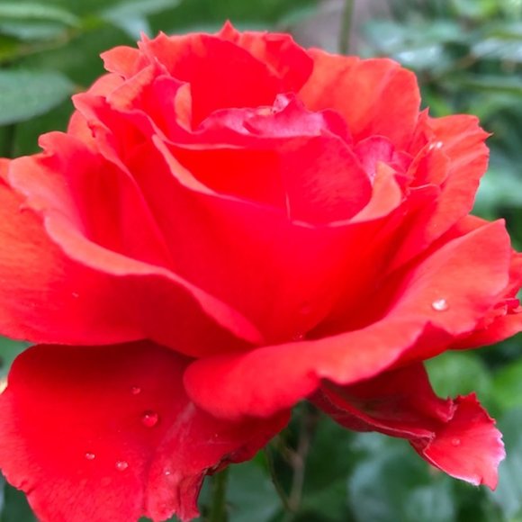 Meet the Posher Other - Meet your Posher, Carol